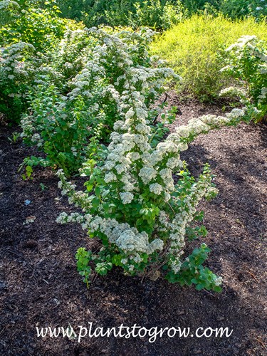 Korean Spirea (Spiraea trichocarpa)
(May 15)